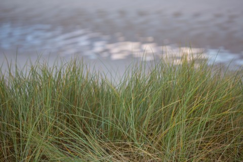 Le Touquet Paris Plage, dunes au dessus de la plage