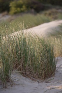 Le Touquet Paris Plage, dunes au dessus de la plage