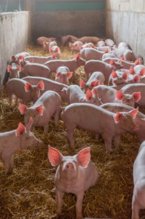Ambrumesnil, Le Cochon Campagnard