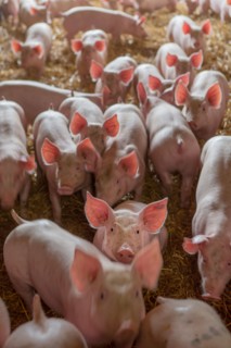 Ambrumesnil, Le Cochon Campagnard