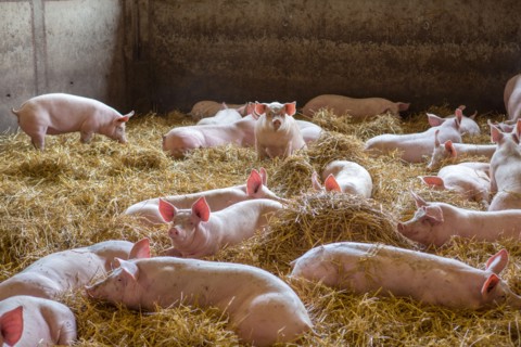 Ambrumesnil, Le Cochon Campagnard