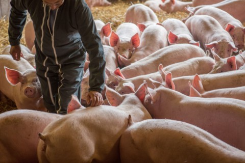 Ambrumesnil, Le Cochon Campagnard