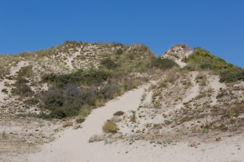 Cucq  Stella Plage (Côte d'Opale), dunes de Mayville
