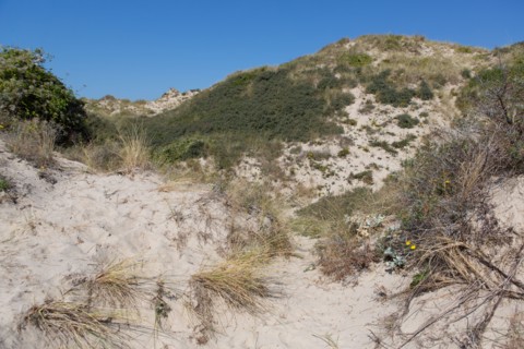 Cucq  Stella Plage (Côte d'Opale), dunes de Mayville