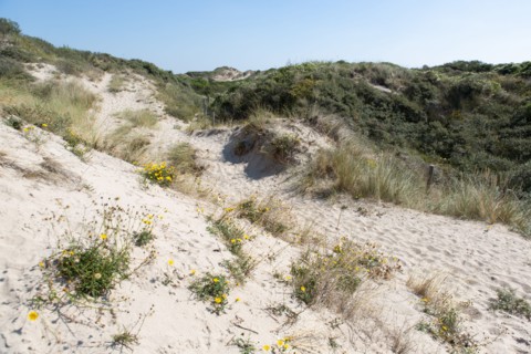 Cucq  Stella Plage (Côte d'Opale), dunes de Mayville
