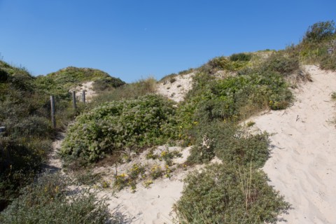 Cucq  Stella Plage (Côte d'Opale), dunes de Mayville