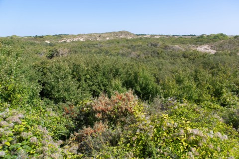 Cucq  Stella Plage (Côte d'Opale), dunes de Mayville