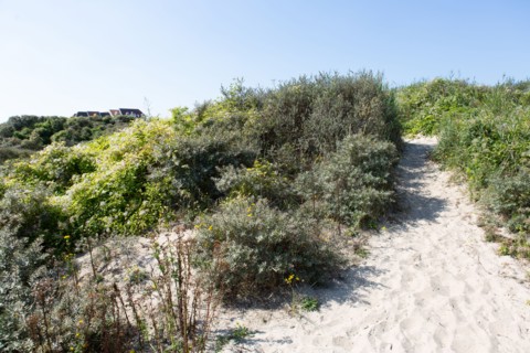 Cucq  Stella Plage (Côte d'Opale), dunes de Mayville