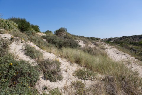 Cucq  Stella Plage (Côte d'Opale), dunes de Mayville