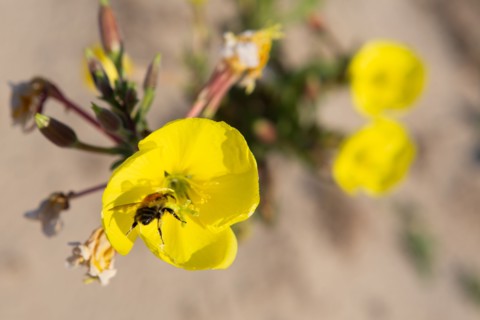 Merlimont Plage, abeille qui butine une fleur