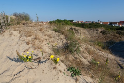 Merlimont Plage, sentier de découverte de la dune parabolique