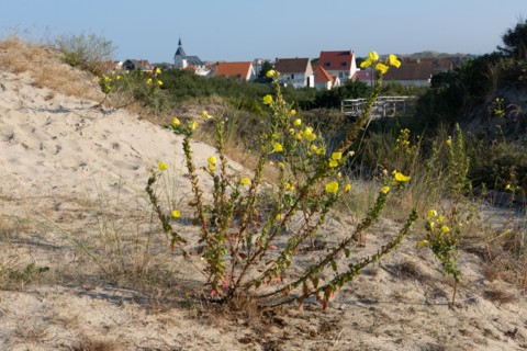 Merlimont Plage, sentier de découverte de la dune parabolique