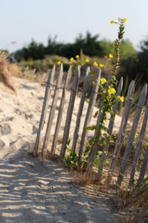 Merlimont Plage, sentier de découverte de la dune parabolique