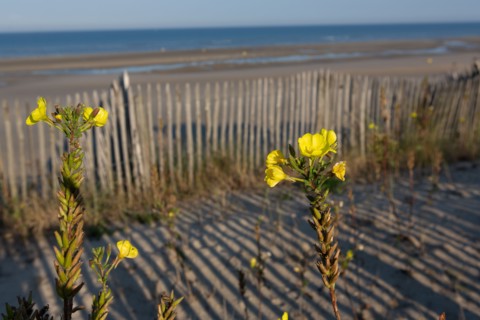 Merlimont Plage, bande dunaire sur le front de mer, fleurs d'onagre