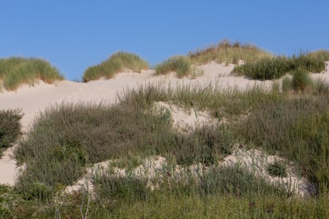 Merlimont Plage, bande dunaire sur le front de mer