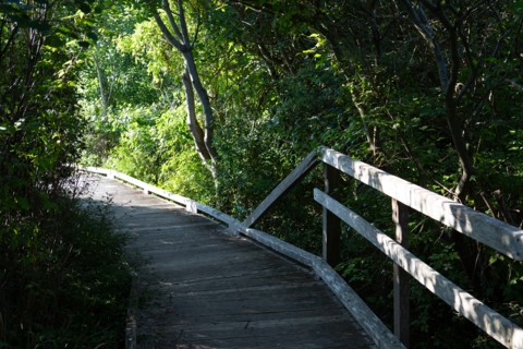Merlimont Plage, sentier de découverte de la dune parabolique