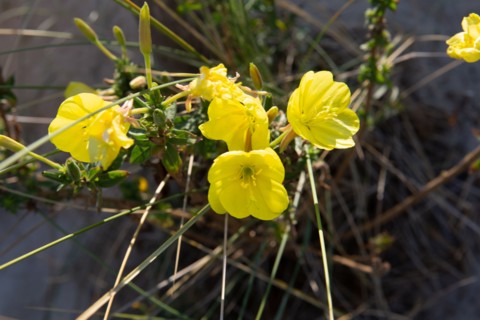 Merlimont Plage, végétation dunaire, fleur d'onagre