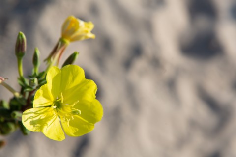 Merlimont Plage, végétation dunaire, fleur d'onagre