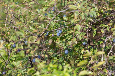Merlimont Plage, Stella-Merlimont dunes, blue berries