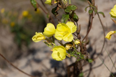 Merlimont Plage, dune like vegetation, evening primrose