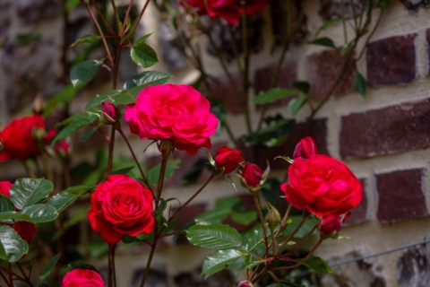 Veules-les-Roses, Moulin des Cressonnières
