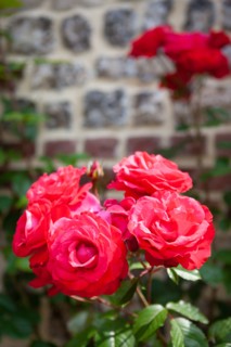 Veules-les-Roses, Moulin des Cressonnières