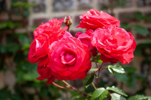 Veules-les-Roses, Moulin des Cressonnières
