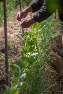Campigny, hotel restaurant Le Petit Coq aux Champs, permaculture vegatable garden