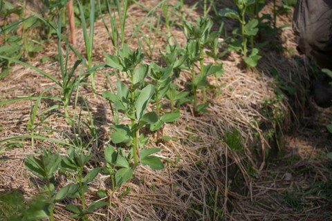Campigny, hotel restaurant Le Petit Coq aux Champs, permaculture vegatable garden