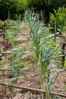 Campigny, hotel restaurant Le Petit Coq aux Champs, permaculture vegatable garden