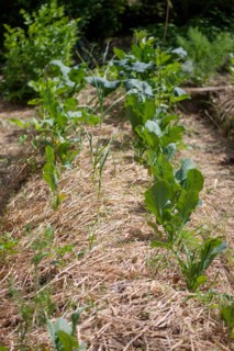 Campigny, hotel restaurant Le Petit Coq aux Champs, permaculture vegatable garden