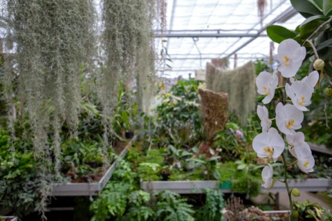 Le Havre, hanging gardens, Fort de Sainte Adresse