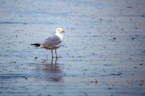 Deauville, beach