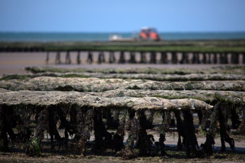 Côte de nacre, landing beaches