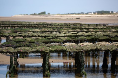 Côte de nacre, landing beaches