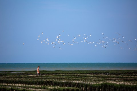 Côte de nacre, landing beaches