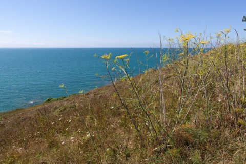 Pleneuf Val André, coastal path