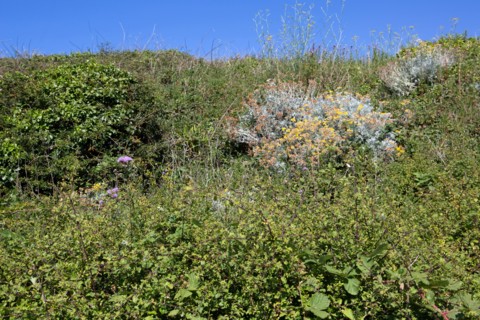Pleneuf Val André, coastal path
