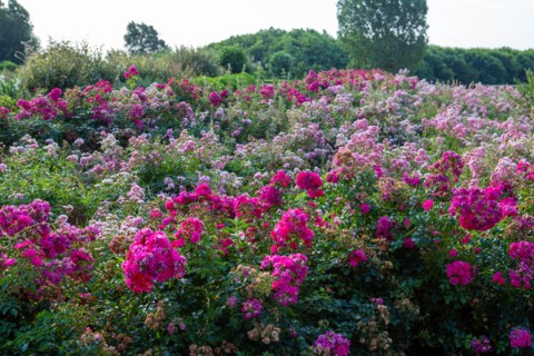 Jardin des personnalités in Honfleur