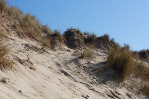 Dunes de Biville (Manche)