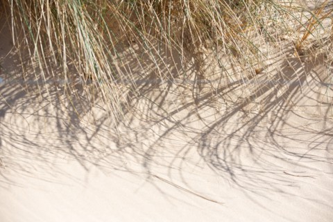 Dunes de Biville (Manche)