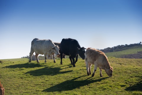 La Hague, Nez de Jobourg (Manche)