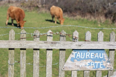 La Hague, Nez de Jobourg (Manche), sign that reads "Taureau en liberté" in French (free-range bull)