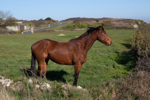 La Hague, baie de Calgrain (Manche)