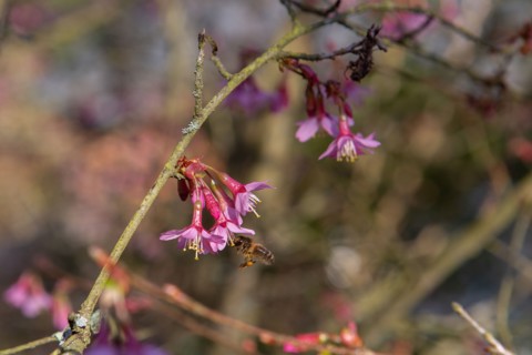 Abeille qui butine
