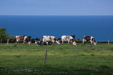 Vaches normandes