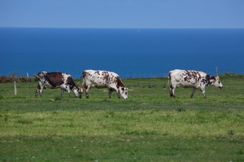 Vaches normandes