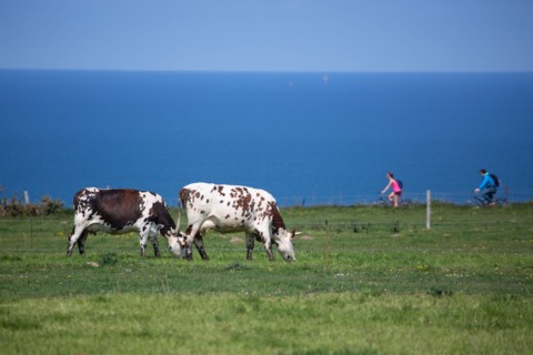 Normandy cows
