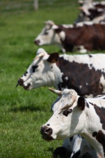 Vaches normandes