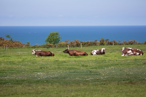 Vaches normandes